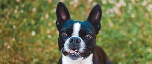 Preview wallpaper french bulldog, dog, protruding tongue, pet