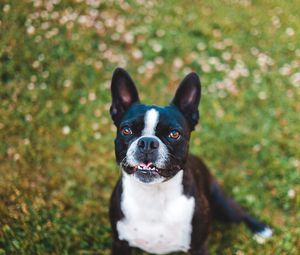 Preview wallpaper french bulldog, dog, protruding tongue, pet