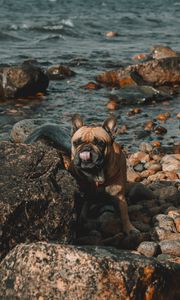 Preview wallpaper french bulldog, dog, protruding tongue, stones, coast