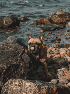 Preview wallpaper french bulldog, dog, protruding tongue, stones, coast