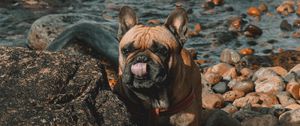 Preview wallpaper french bulldog, dog, protruding tongue, stones, coast