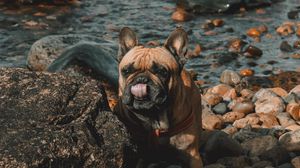 Preview wallpaper french bulldog, dog, protruding tongue, stones, coast