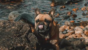 Preview wallpaper french bulldog, dog, protruding tongue, stones, coast