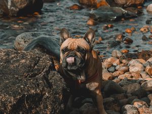 Preview wallpaper french bulldog, dog, protruding tongue, stones, coast