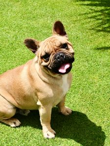 Preview wallpaper french bulldog, dog, protruding tongue, pet, funny