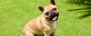 Preview wallpaper french bulldog, dog, protruding tongue, pet, funny