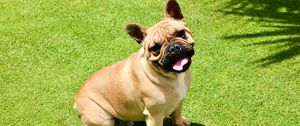 Preview wallpaper french bulldog, dog, protruding tongue, pet, funny