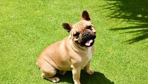 Preview wallpaper french bulldog, dog, protruding tongue, pet, funny