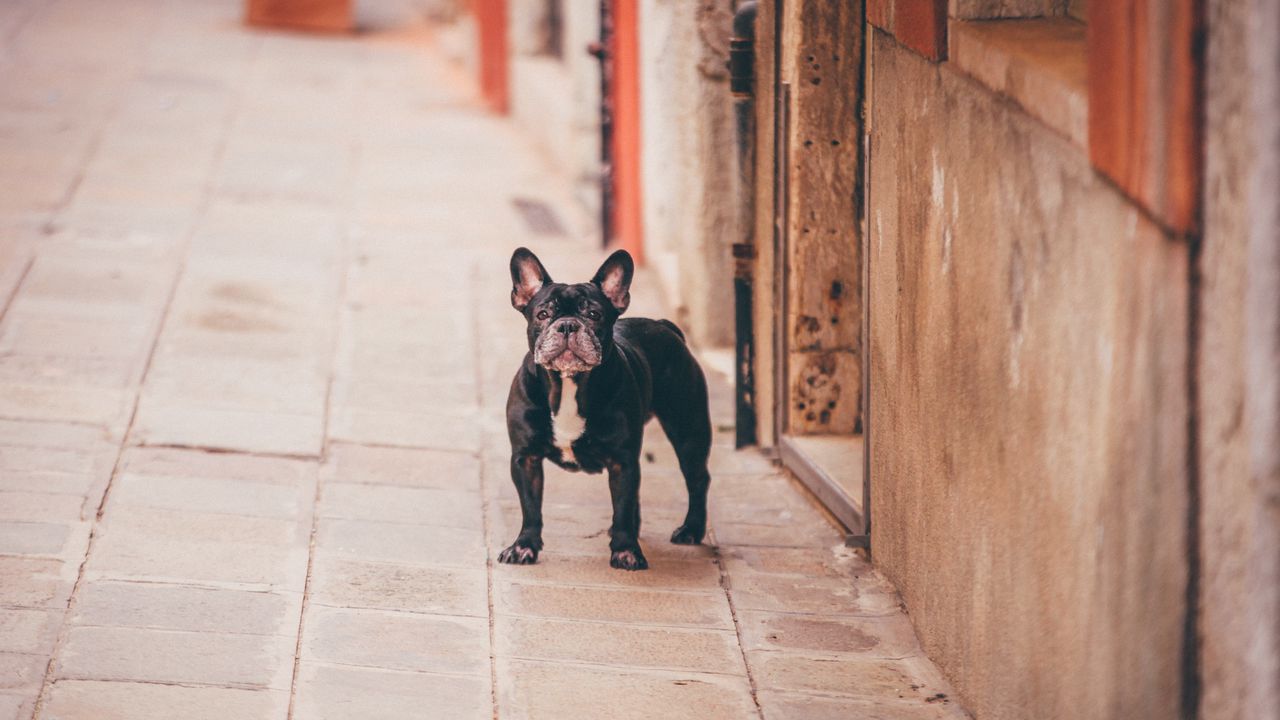 Wallpaper french bulldog, dog, street hd, picture, image