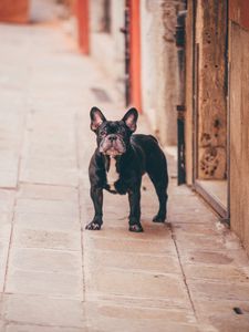 Preview wallpaper french bulldog, dog, street