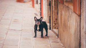 Preview wallpaper french bulldog, dog, street