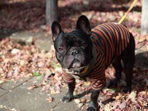 Preview wallpaper french bulldog, dog, street