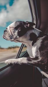 Preview wallpaper french bulldog, dog, window, look out, travel