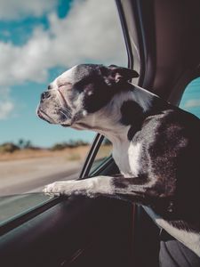 Preview wallpaper french bulldog, dog, window, look out, travel