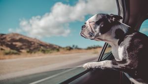 Preview wallpaper french bulldog, dog, window, look out, travel