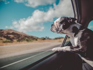 Preview wallpaper french bulldog, dog, window, look out, travel