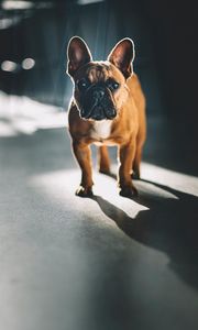 Preview wallpaper french bulldog, glance, dog, pet