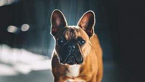 Preview wallpaper french bulldog, glance, dog, pet