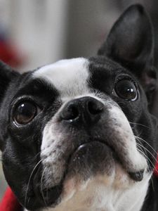 Preview wallpaper french bulldog, muzzle, eyes, ears, spotted