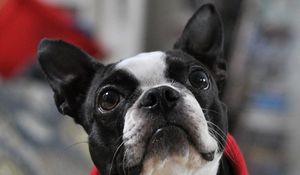 Preview wallpaper french bulldog, muzzle, eyes, ears, spotted
