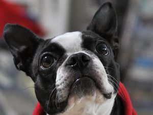 Preview wallpaper french bulldog, muzzle, eyes, ears, spotted