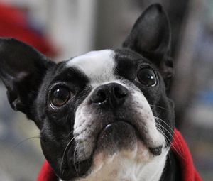 Preview wallpaper french bulldog, muzzle, eyes, ears, spotted
