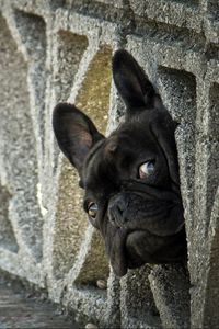 Preview wallpaper french bulldog, peep, dog, fence