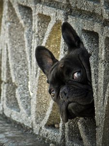 Preview wallpaper french bulldog, peep, dog, fence