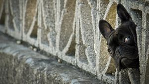 Preview wallpaper french bulldog, peep, dog, fence