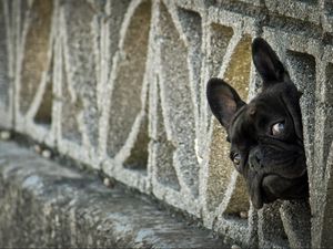 Preview wallpaper french bulldog, peep, dog, fence