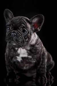 Preview wallpaper french bulldog, puppy, dog