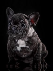 Preview wallpaper french bulldog, puppy, dog