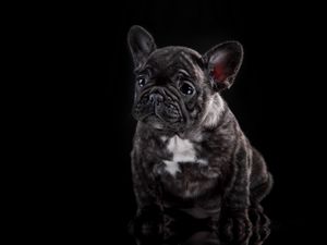 Preview wallpaper french bulldog, puppy, dog
