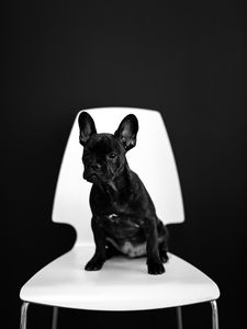 Preview wallpaper french bulldog, puppy, dog, black, pet