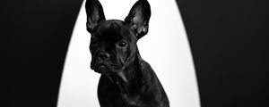 Preview wallpaper french bulldog, puppy, dog, black, pet