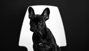Preview wallpaper french bulldog, puppy, dog, black, pet