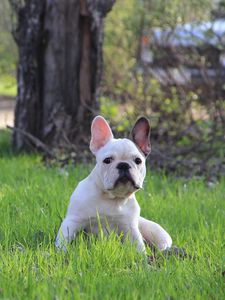 Preview wallpaper french bulldog, puppy, grass