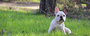 Preview wallpaper french bulldog, puppy, grass