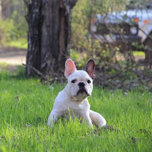 Preview wallpaper french bulldog, puppy, grass