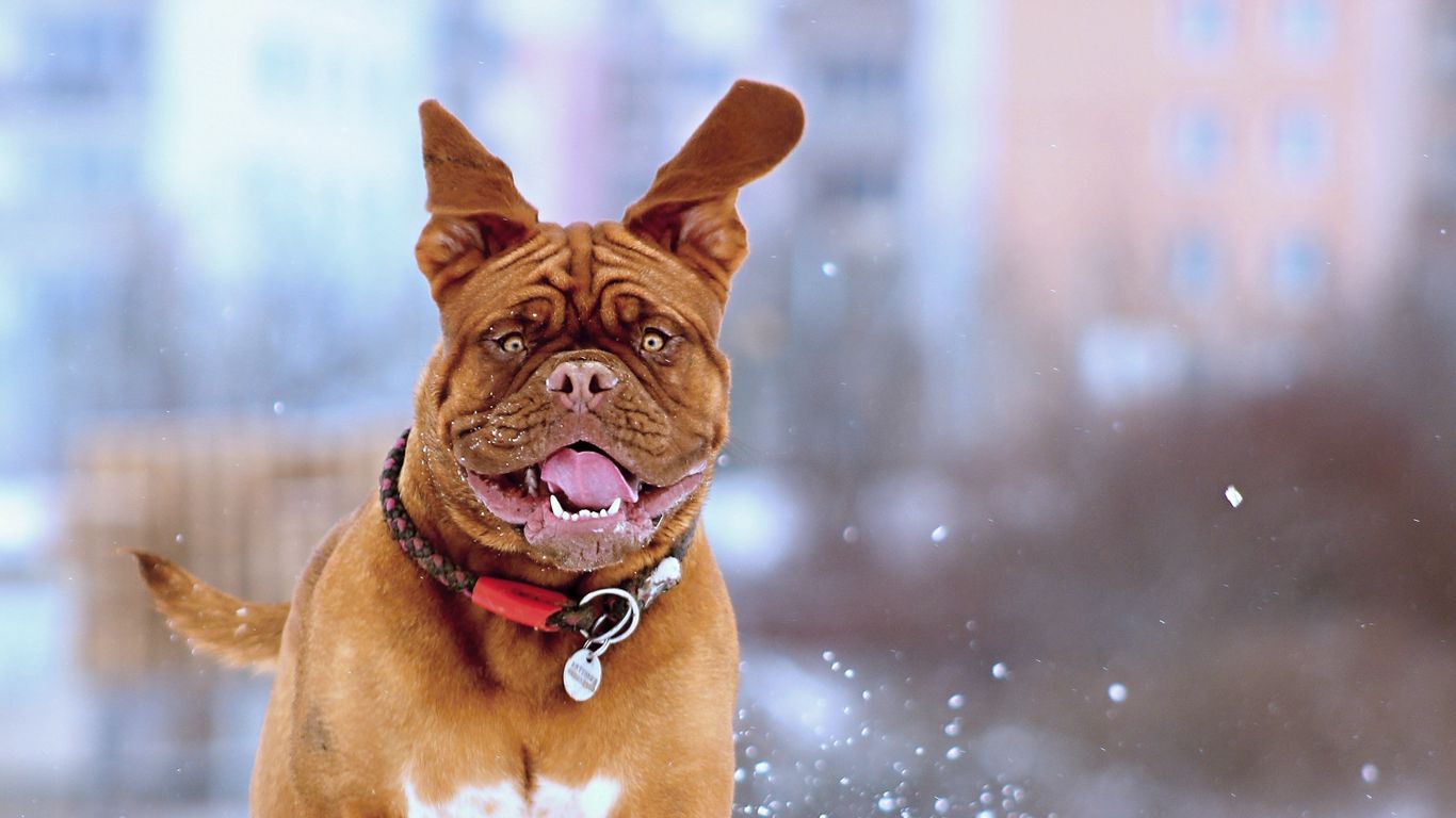 Download wallpaper 1366x768 french mastiff, dog, snow, run, jump tablet