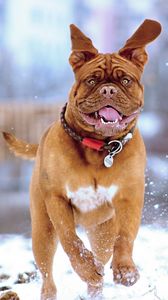 Preview wallpaper french mastiff, dog, snow, run, jump