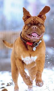 Preview wallpaper french mastiff, dog, snow, run, jump