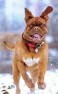 Preview wallpaper french mastiff, dog, snow, run, jump