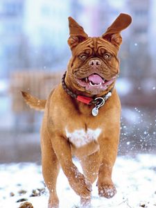 Preview wallpaper french mastiff, dog, snow, run, jump