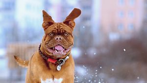 Preview wallpaper french mastiff, dog, snow, run, jump