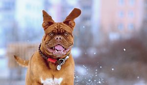 Preview wallpaper french mastiff, dog, snow, run, jump