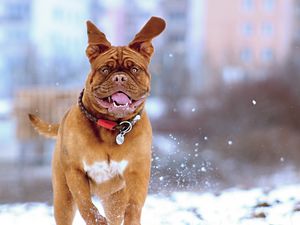 Preview wallpaper french mastiff, dog, snow, run, jump