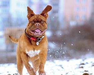 Preview wallpaper french mastiff, dog, snow, run, jump