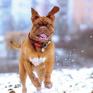 Preview wallpaper french mastiff, dog, snow, run, jump