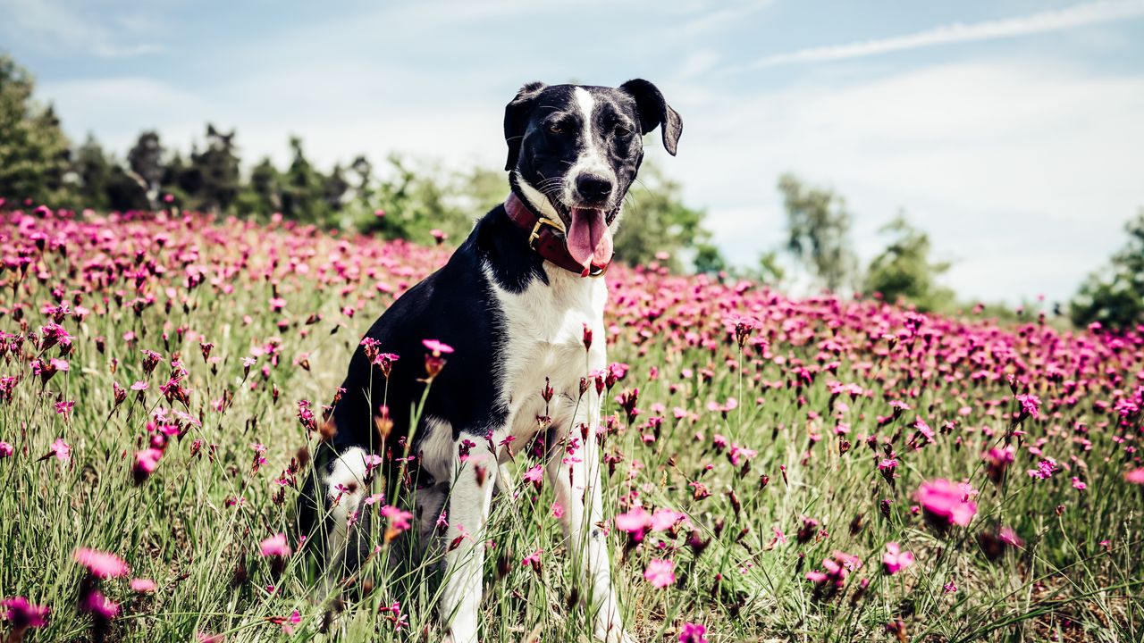 Wallpaper french white and black hound, dog, field, flowers